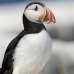 puffin_atlantic_msi_v_0833_can1862.jpg